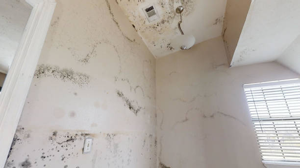 Best Comprehensive Air Testing for Mold Contaminants  in Belle Fourche, SD
