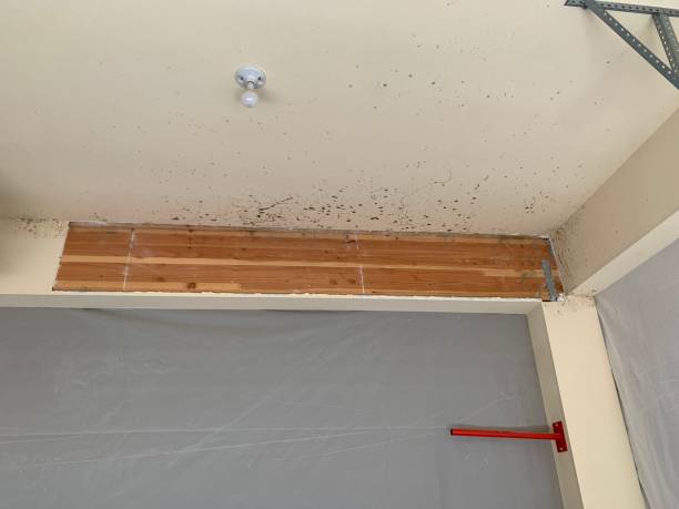 Best Biohazard Mold Removal  in Belle Fourche, SD
