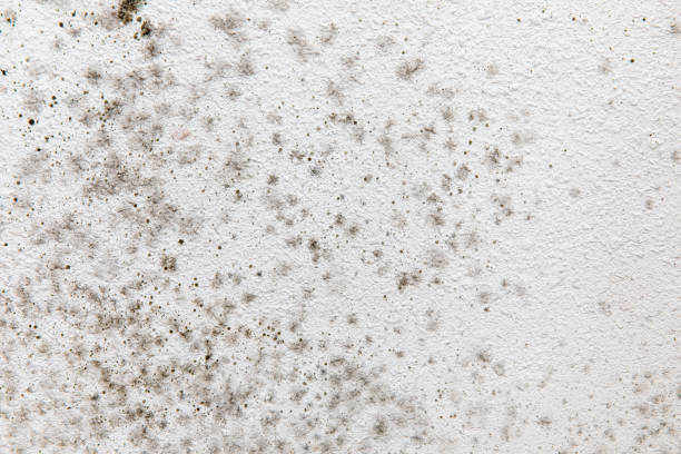 Best Asbestos and Lead Testing During Mold Inspection  in Belle Fourche, SD