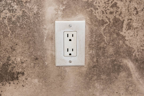Best Industrial Mold Remediation  in Belle Fourche, SD